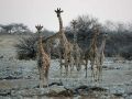 Giraffen - Giraffa camelopardalis - am Wasserloch von Okaukuejo im Etosha National Park von Namibia