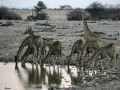 Giraffen in Afrika - Wildlife