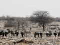 Gnus, Kuhantilopen in Afrika - Wildlife