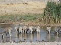 Steppenzebras - Equus quagga - im Etosha National Park im Norden Namibias