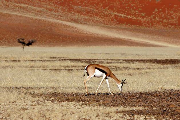 Springbock in der Namibwüste - Antidorcas