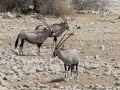 Oryx-Antilopen im Etosha National Park, Namibia - Oryx gazella