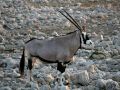 Oryx-Antilopen im Etosha National Park, Namibia - Oryx gazella