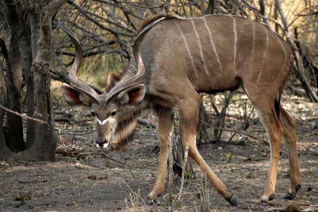 Kudu-Antilope, männlich - Strepsiceros