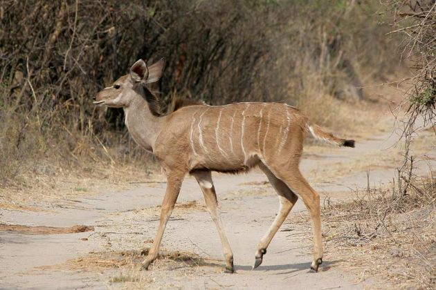 Kudu-Antilope, weiblich - Strepsiceros
