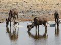 Kudu-Antilopen, weiblich - Strepsiceros