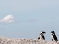 Brillen-Pinguine in ihrer Kolonie in Boulders in Südafrika - Wildlife