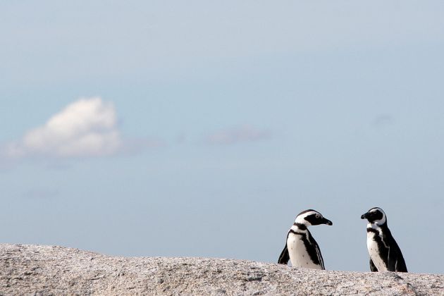 Brillen-Pinguine in ihrer Kolonie in Boulders in Südafrika - Wildlife