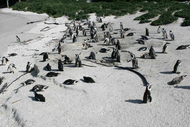 Brillen-Pinguine am Strand der False Bay - Pinguin-Kolonie in Boulders