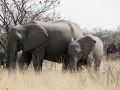Afrikanische Elefanten, Loxodonta africana - im Busch des Etosha National Parks von Namibia