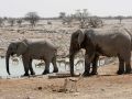 Zwei Afrikanische Elefanten - Loxodonta africana - zwischen Springböcken am Wasserloch von Okaukuejo im Etosha National Parks von Namibia
