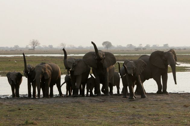 Eine Herde Afrikanischer Elefanten, Loxodonta africana, in Alarmstimmung - an den Ufern des Okawango im Caprivi-Streifen von Namibia