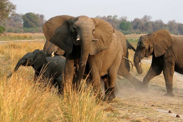 Afrikanische Elefanten im Angriffmodus an den Ufern des Okawango im Caprivi-Streifen in Namibia
