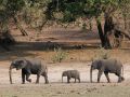 Afrikanische Elefanten mit Jungtier, Loxodonta africana, - am Ufer des Chobe Rivers im Chobe National Park, Botswana