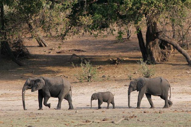 Afrikanische Elefanten mit Jungtier, Loxodonta africana, - am Ufer des Chobe Rivers im Chobe National Park, Botswana