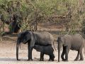 Afrikanische Elefanten, Loxodonta africana, - am Ufer des Chobe Rivers im Chobe National Park, Botswana