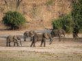 Eine Herde Afrikanischer Elefanten, Loxodonta africana, - am Ufer des Chobe Rivers im Chobe National Park, Botswana