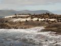 Südafrikanische Seebären - Arctocephalus pusillus - auf der Felsinsel Duiker Island vor Hout Bay an Südafrikas Atlantikküste
