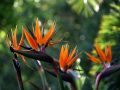 Botanischer Garten Kirstenbosch