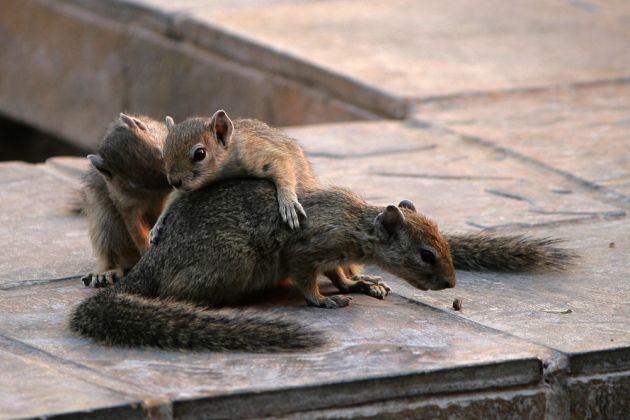  Ockerfuss-Buschhörnchen, Paraxerus cepapi, Smith's bush squirrel an der Bush Baby Safari Lodge als 'Haustiere'-