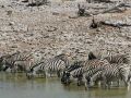 Zebras am Wasserloch von Okaukuejo - Etosha National Park, Namibia