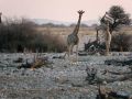 Giraffen am Wasserloch von Okaukuejo - Etosha National Park, Namibia
