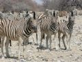 Zebra-Herde - unterwegs im Etosha National Park, Namibia