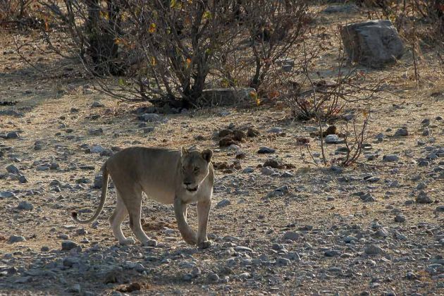 Weibliche Löwen am Wasserloch - Halali, Etosha National Park, Namibia