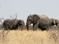 Afrikanische Elefanten-Herde - unterwegs im Etosha National Park, Namibia