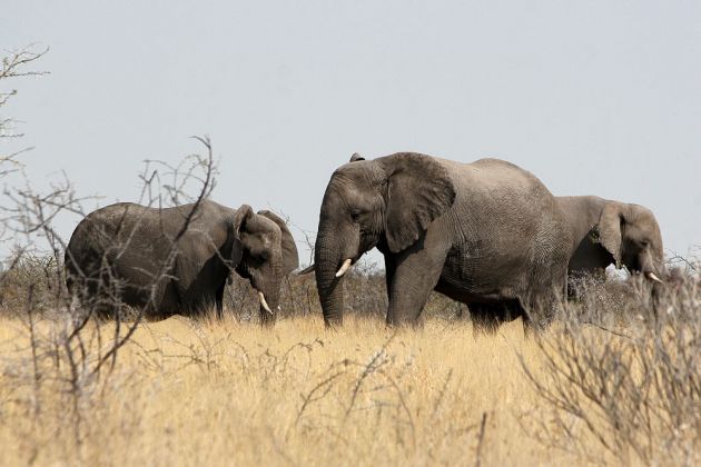 Eine Herde Afrikanischer Elefanten - unterwegs im Etosha National Park von Namibia