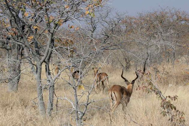 Impala-Antilopen am Wegesrand - unterwegs im Etosha National Park, Namibia