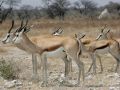 Springböcke - unterwegs im Etosha National Park, Namibia