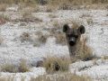 Gefleckte Hyäne - Springböcke - unterwegs im Etosha National Park, Namibia