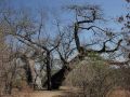 Auf dem Weg zur Namushasha River Lodge in Namibia - einer der gewaltigen Baobab-Bäume