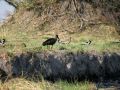 Klaftschnabel – Anastomus lamelligerus – African Openbill Stork - am Ufer des Kwando Rivers 