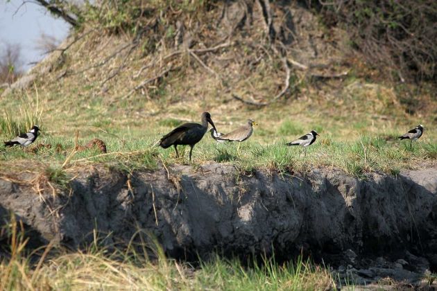 Klaftschnabel – Anastomus lamelligerus – African Openbill Stork - am Ufer des Kwando Rivers 