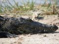 Nahaufnahme eines Nilkrokodils - Crocodylus niloticus - auf einer Sandbank in den Sümpfen des Kwando Rivers im Caprivistreifen von Namibia.