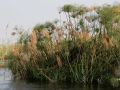 Papyrus-Pflanzen - Cyperus papyrus - am Ufer des Kwando Rivers nahe der Namushasha River Lodge in Namibia