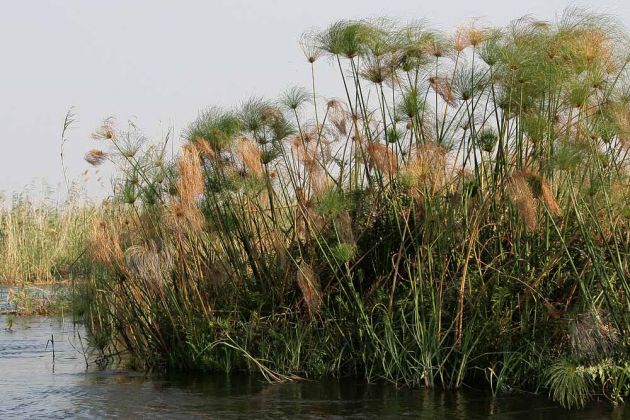 Papyrus-Pflanzen - Cyperus papyrus - am Ufer des Kwando Rivers nahe der Namushasha River Lodge in Namibia