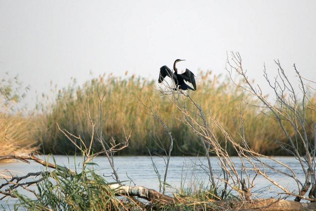 Dieser Schlangenhalsvogel trocknet in typischer Weise sein Gefieder am Kwando River 
