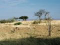 Awash National Park, Äthiopien - Savanne mit Warzenschwein