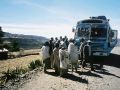Stop nach Steinwurf auf unseren Reisebus - Globetrotter unterwegs, Rundreise durch Äthiopien