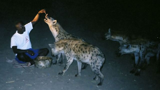 Der Hyänenmann bei der Fütterung wild lebender Hyänen - Tüpfelhyänen, Fleckenhyänen, Crocuta crocuta - Harar in Äthiopien