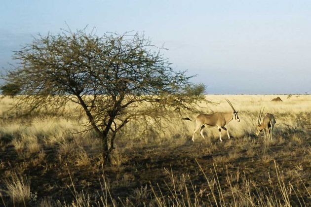 Savanne im Awash National Park, Äthiopien