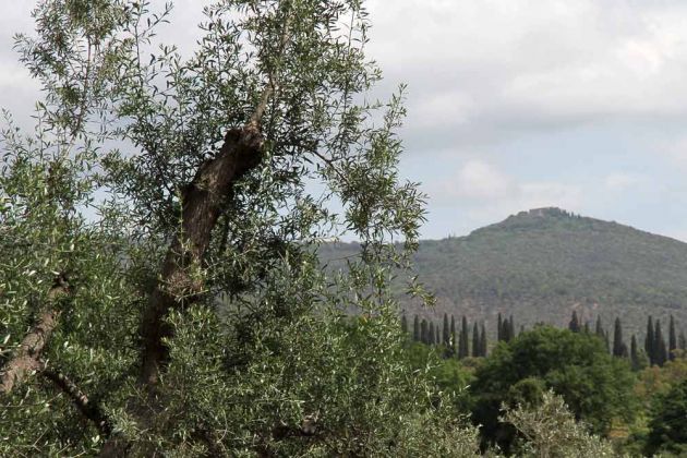 Urlaub in der Toskana - Bolgheri - Blick in die liebliche Landschaft der Toskana