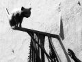Bremen 1963 - die Katze der Ottjen-Alldag-Plastik im historischen Schnoorviertel