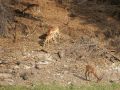 Impala-Antilopen im Chobe National Park - Botswana