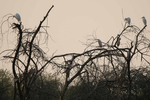 Im Okawango Delta in Botswana - Kuhreiher in ihren Schlafbäumen