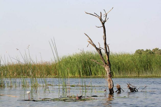 Sumpfig und schlfreich ist das Okawango Delta in Botswana