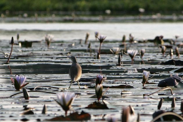 Ein kleiner Rallenreiher - im Okawango Delta aufgespürt